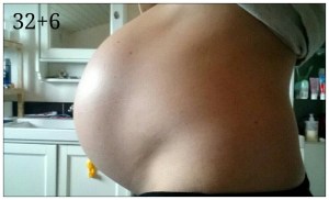 gravid